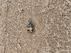 Nicrophorus vespilloides