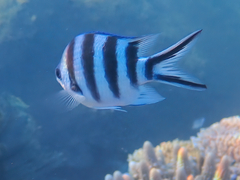 Abudefduf sexfasciatus