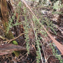 Cassinia aculeata