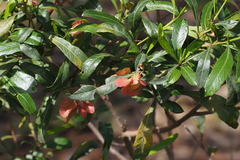 Dodonaea viscosa spatulata