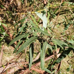Olearia lirata