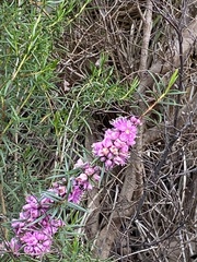 Hypocalymma robustum