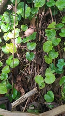 Geophila repens