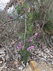 Hypocalymma robustum