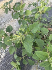 Amaranthus viridis
