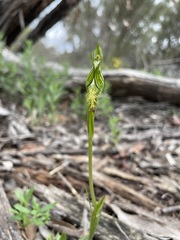 Pterostylis plumosa