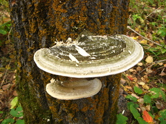 Trametes gibbosa