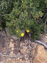 Hibbertia hypericoides hypericoides