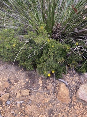 Hibbertia hypericoides hypericoides