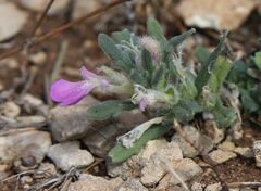Ajuga iva