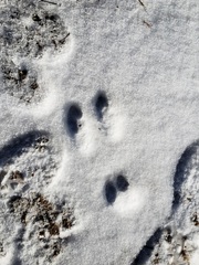 Lagomorpha