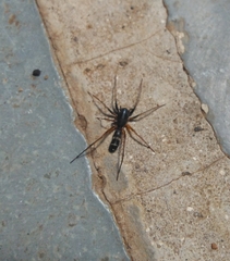 Corinnidae