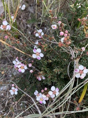 Euryomyrtus ramosissima