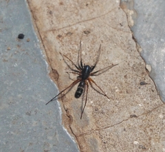 Corinnidae