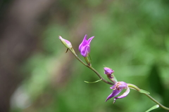 Cephalanthera rubra
