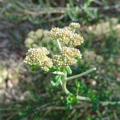 Ozothamnus obcordatus