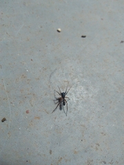 Corinnidae