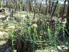 Ozothamnus obcordatus