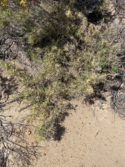 Acanthocarpus preissii