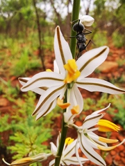 Chlorophytum cooperi