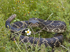 Crotalus molossus nigrescens
