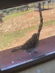 Passer rufocinctus