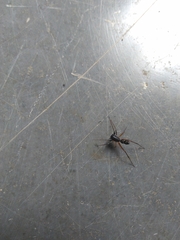 Corinnidae