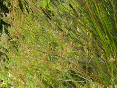 Leucadendron levisanus