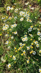 Matricaria chamomilla