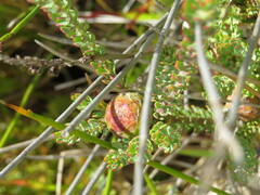 Leucadendron levisanus