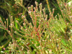 Leucadendron levisanus