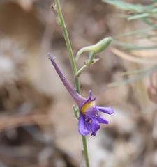 Delphinium halteratum