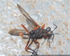 Sphex pruinosus