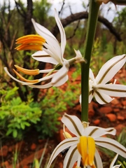 Chlorophytum cooperi