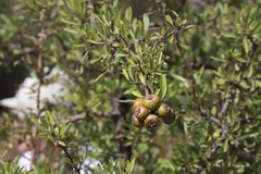 Pyrus spinosa