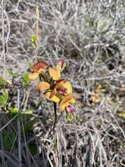 Diuris