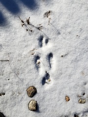 Lagomorpha