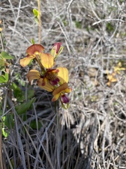 Diuris