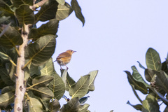 Cisticola troglodytes