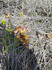 Diuris