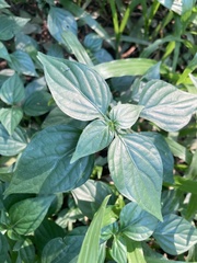 Dicliptera chinensis