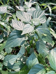 Dicliptera chinensis