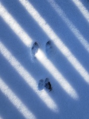 Lagomorpha