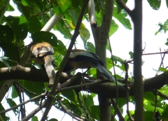 Dendrocitta vagabunda