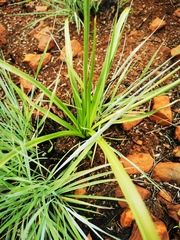 Chlorophytum cooperi
