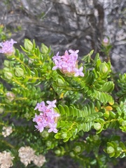 Pimelea ferruginea