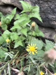 Senecio viscosus