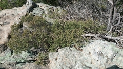 Philotheca verrucosa