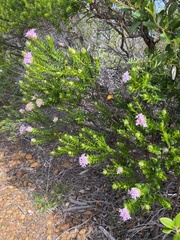 Pimelea ferruginea