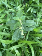 Alternanthera